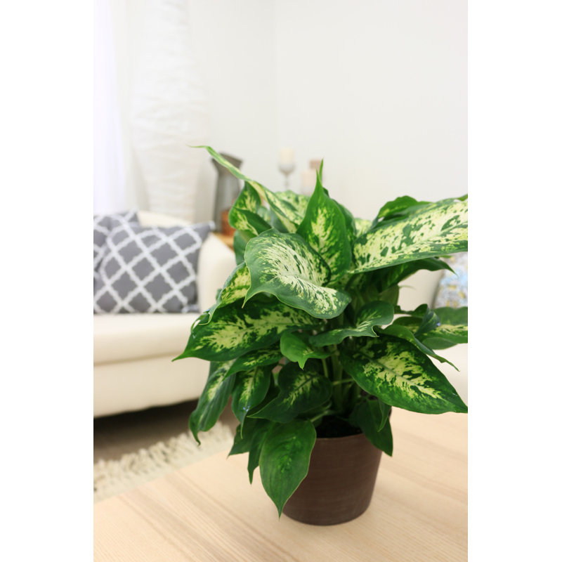 Dumb Cane in Nursery Pot