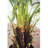 74.8'' Faux Fern Tree in Cement Pot