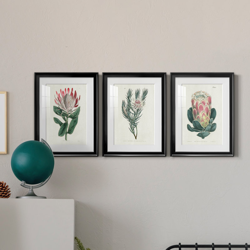 Protea N13 - Ensemble de 3 reproductions d'art, Papier encadré noir, H 22,5 po x l 91,5 po x P 1,5 po