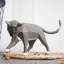 Geometric-3D-Cat-Figure
