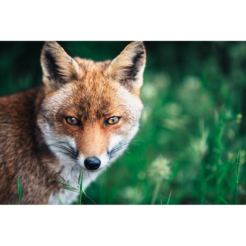 Fox In The Meadow by Borchee - Wrapped Canvas Print, 30cm H x 46cm W