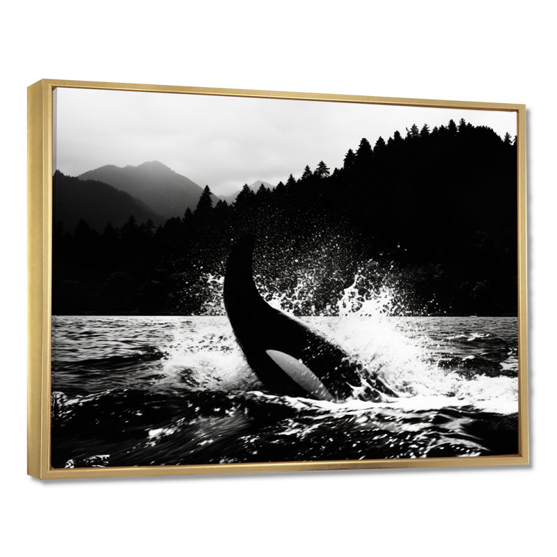 Orque éclaboussant dans l'eau, monochrome, décor d'art mural bord de mer, Toile flottante dorée encadrée, H 16 po x l 32 po