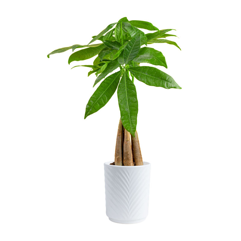 Plant Money Tree in Planter