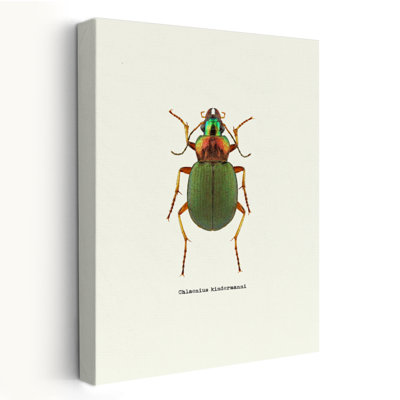 Beetle Green - Animals Insects Art