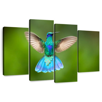 Brampt Flying Violetear Hummingbird