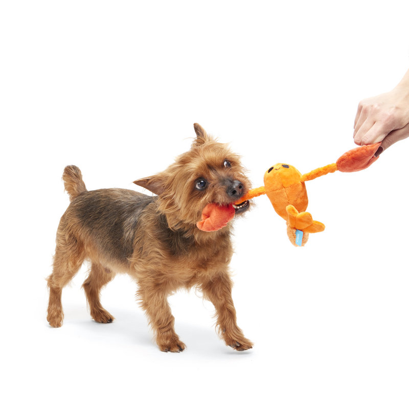 Best Of Bark Box Accessories