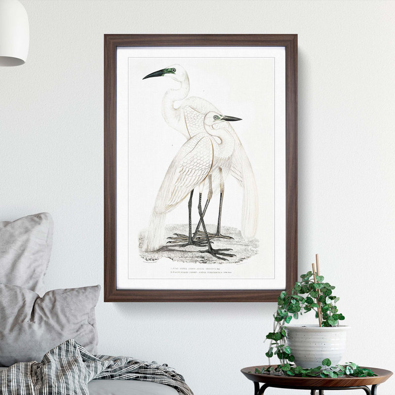 Illustration of White Herons by John Edward Gray - Picture Frame Painting Print, 48cm H x 36cm W x 2cm D, Walnut Framed