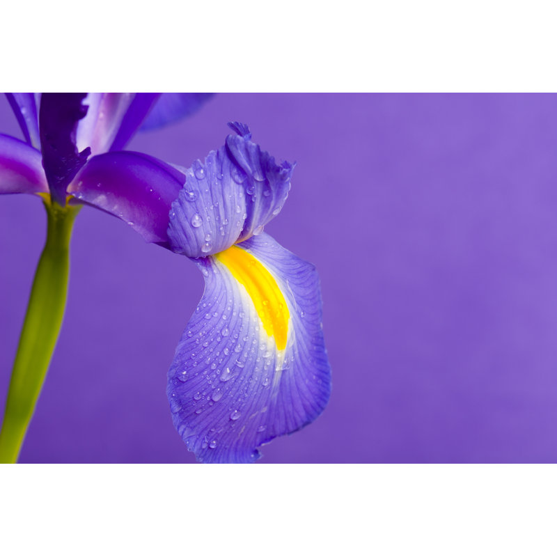 Iris by Alienhelix - Wrapped Canvas Print, 81cm H x 122cm W