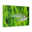 Majestic X-ray Fish Art Majestic X-ray Fish Print Animal Wall Art-698848094