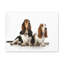 Basset hound, Basset hound-65595756