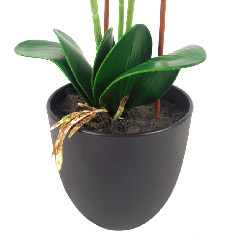 Anneus 70cm Plant