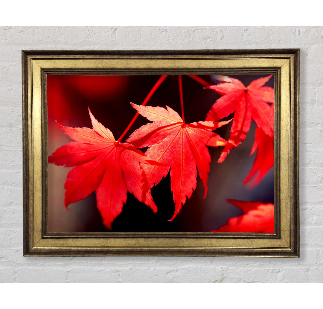 Winter Red Leaves - Bilderrahmen Kunstdrucke