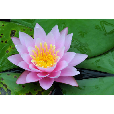 " Lotus Flower "