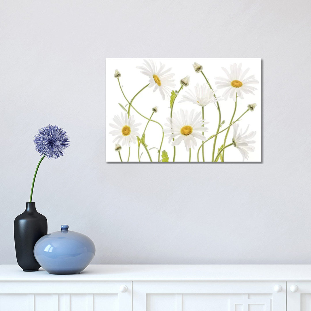 Ox Eye Daisies by Mandy Disher - Print on Canvas