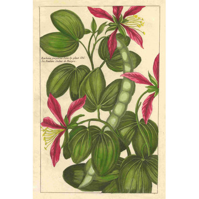 Fleur de rouge VI