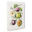 Illustration Of Prunes - Wrapped Canvas Painting-55304593