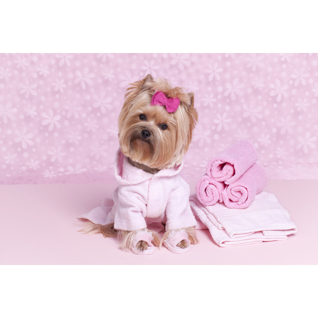 Leinwandbild Yorkshire Terrier im rosa Bademantel und Hausschuhen im Grooming Salon Spa