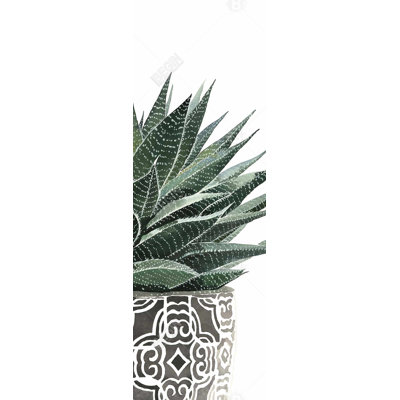 Plante grasse zèbre - Toile verte pour la maison