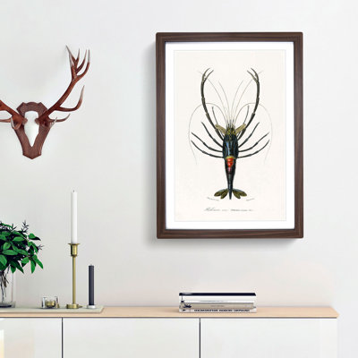 Crimson Crawfish Illustration by Charles D' Orbigny - Picture Frame Painting Print