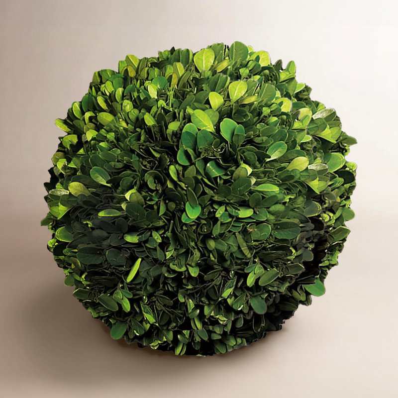 Preserved Greens Topiary, Hedge Plant in, 8" H x 8" W x 8" D