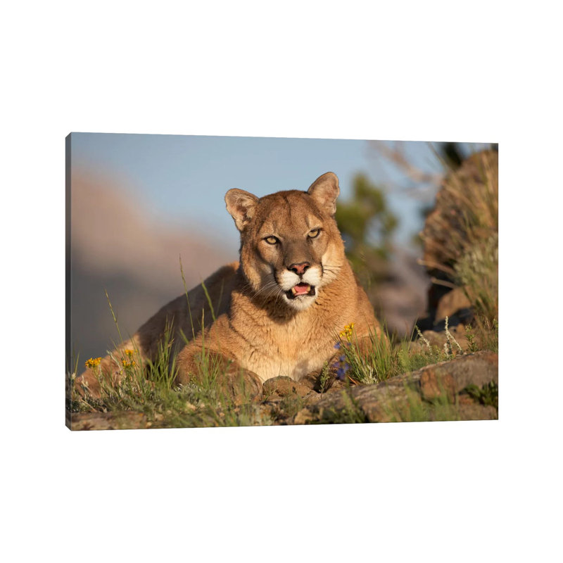 Mountain Lion Portrait, North America I by Tim Fitzharris - Wrapped Canvas Print, 30.48 cm H x 45.72 cm W