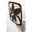 Pin conique de nuit