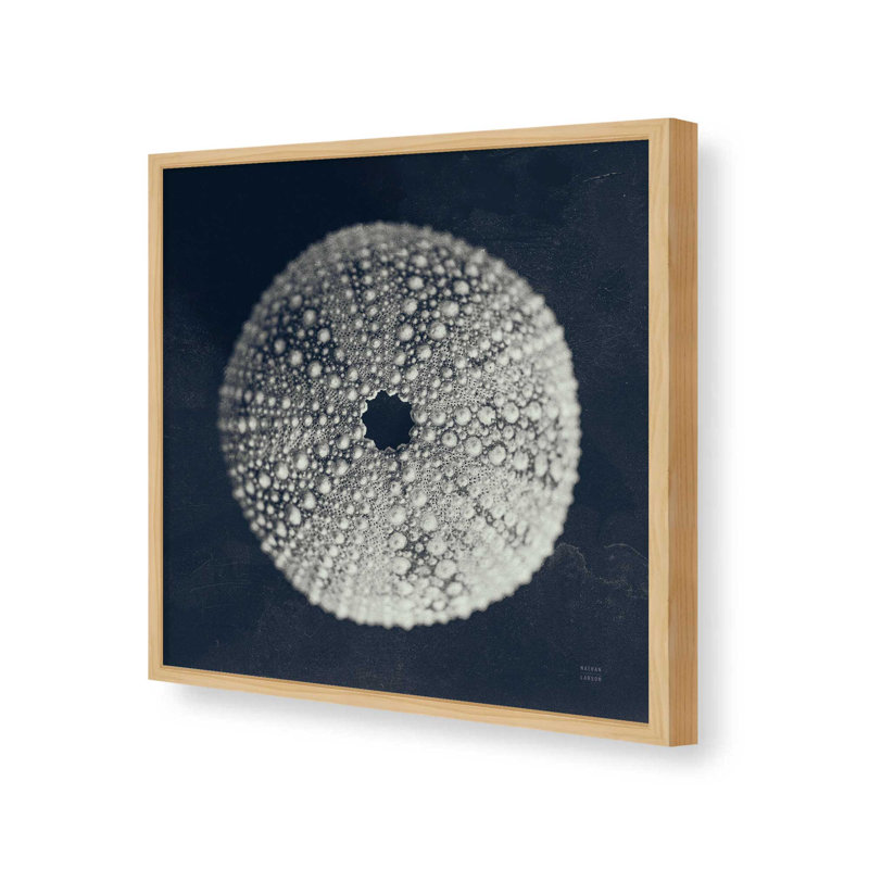 «Urchin Still Life I» par Nathan Larson, reproduction d'art, Érable, H 12 po x l 12 po
