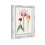 Pink Tulip Botanical Study by Oliver Gal-68916386-68916388