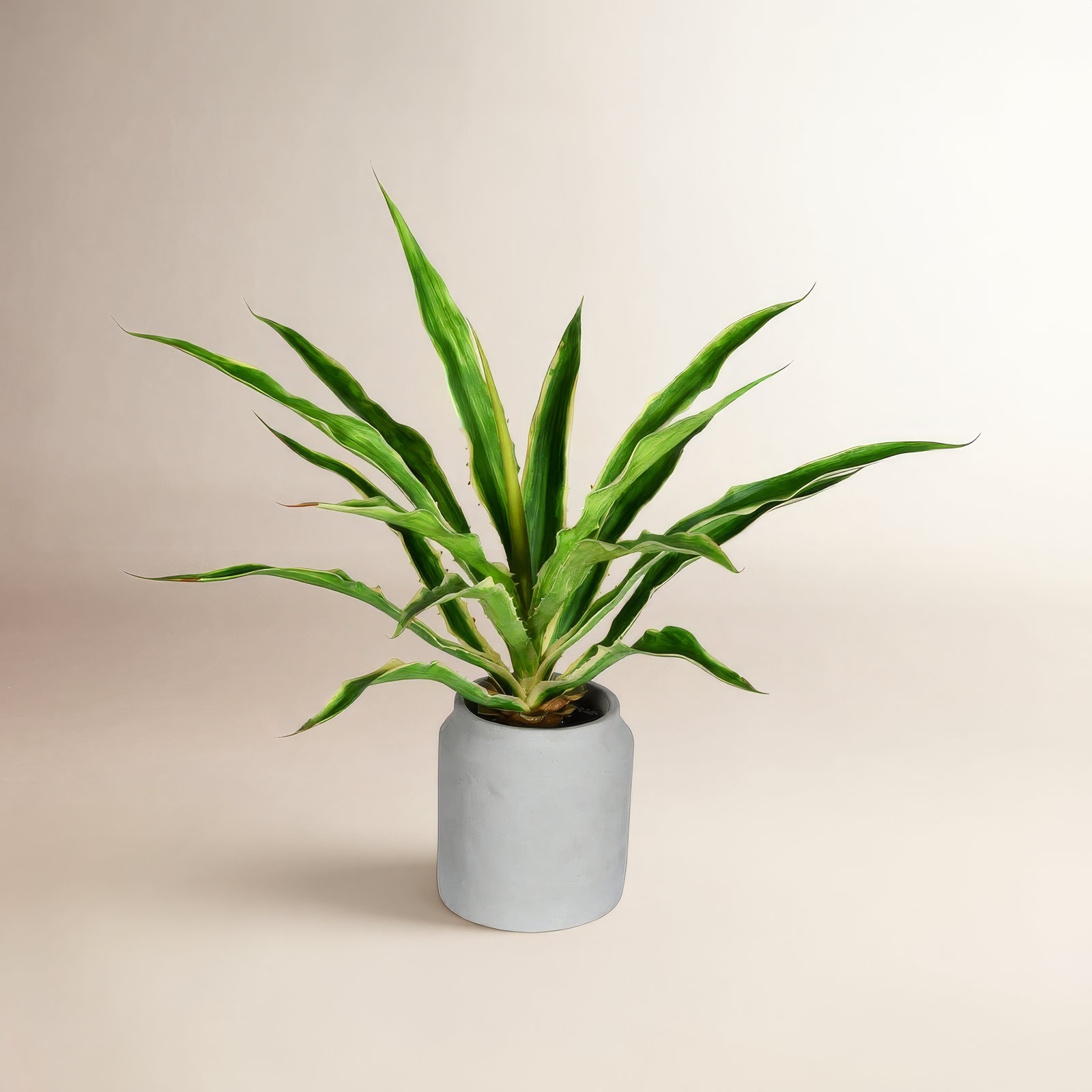 23" Yucca Plant in Pot