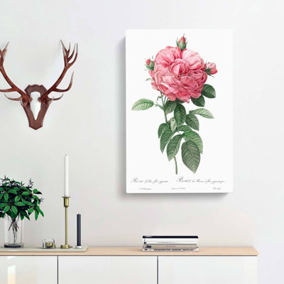Giant French Rose In Pink by Pierre-Joseph Redoute - Wrapped Canvas