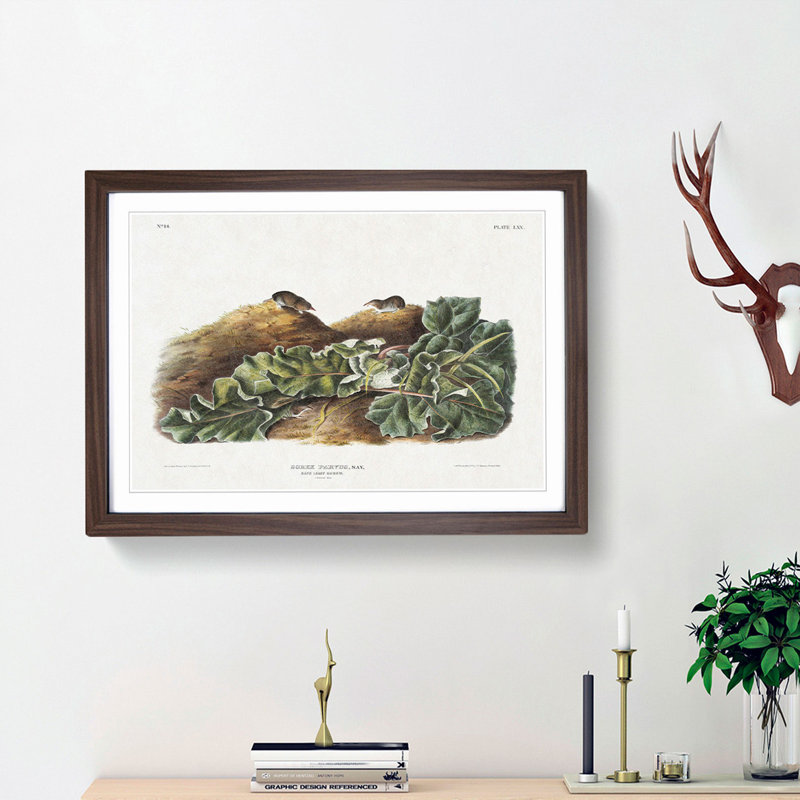 Least Shrew by J.W. Audubon - Picture Frame Painting Print, 27cm H x 36cm W x 2cm D, Walnut Framed