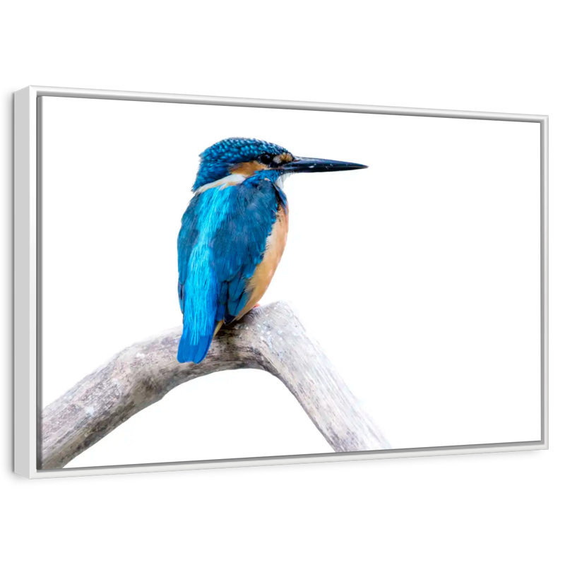 Martin-pêcheur femelle, Cadre flottant blanc, 31 po x 21 po