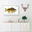 Plumiers Umber Fish by M.E. Bloch - Wrapped Canvas-55324729