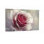 Plantes et fleurs rose blanc doux avec centre rose foncé Z25122408424094456