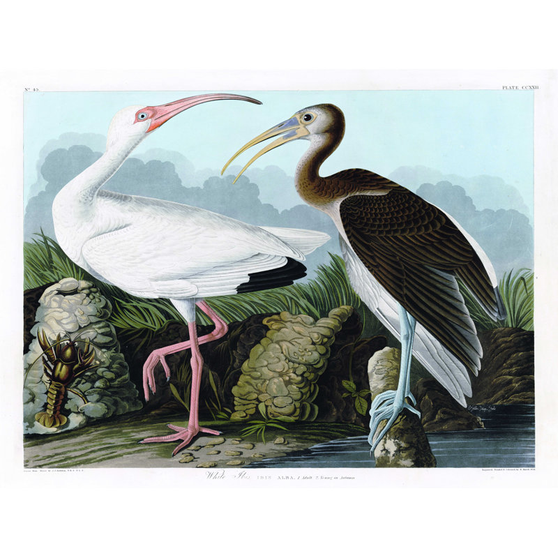 Pl 222, ibis blanc, H 12 po x l 18 po, Noir/brun/blanc