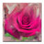 «Painted Petals XL», reproduction de photo sur toile tendue-28141319