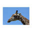 Bolog Bob Langrish Giraffe Canvas Art-104137116
