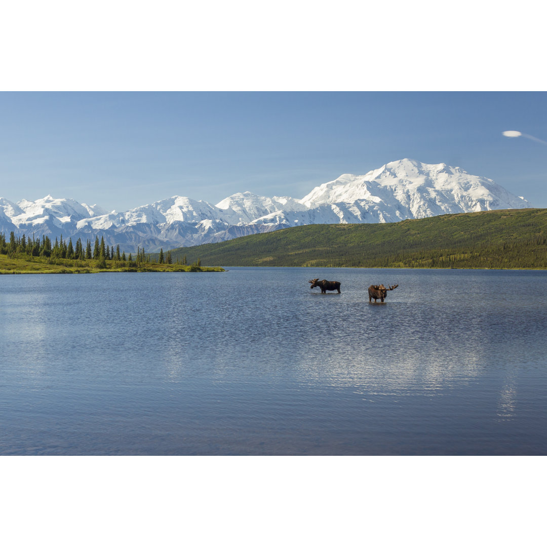 Leinwandbild Two Bull Moose Feeding in Wonder Lake