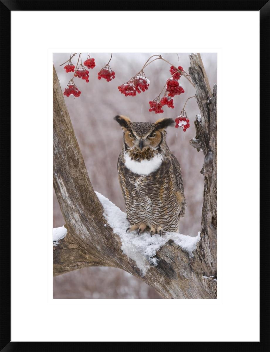 https://assets.wfcdn.com/im/51059955/compr-r85/3231/32310820/great-horned-owl-in-winter-howell-nature-center-michigan-framed-on-paper-by-steve-gettle-print.jpg