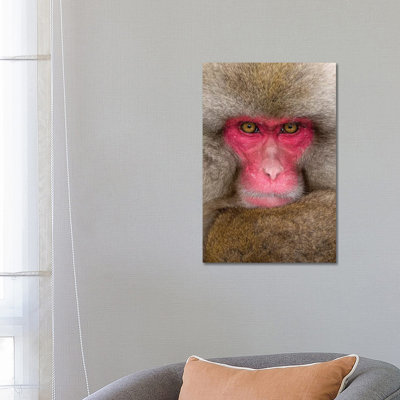 Snow Monkey Eye Contact Japan Vertical by Mogens Trolle - Wrapped Canvas Print