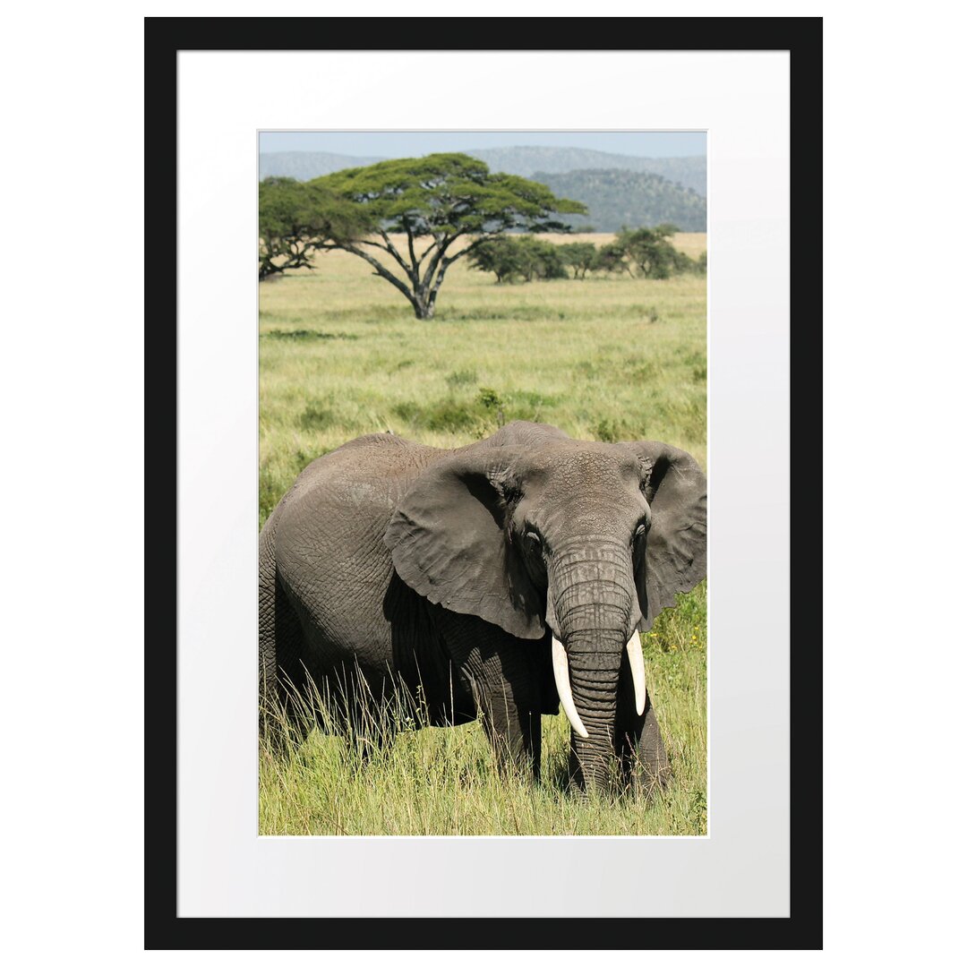 Gerahmtes Poster Elefant in der Savanne