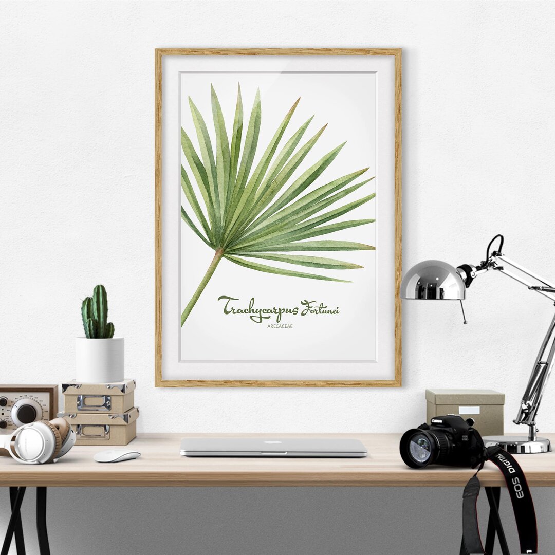 Gerahmtes Papierbild Aquarell Botanik Trachycarpus fortunei