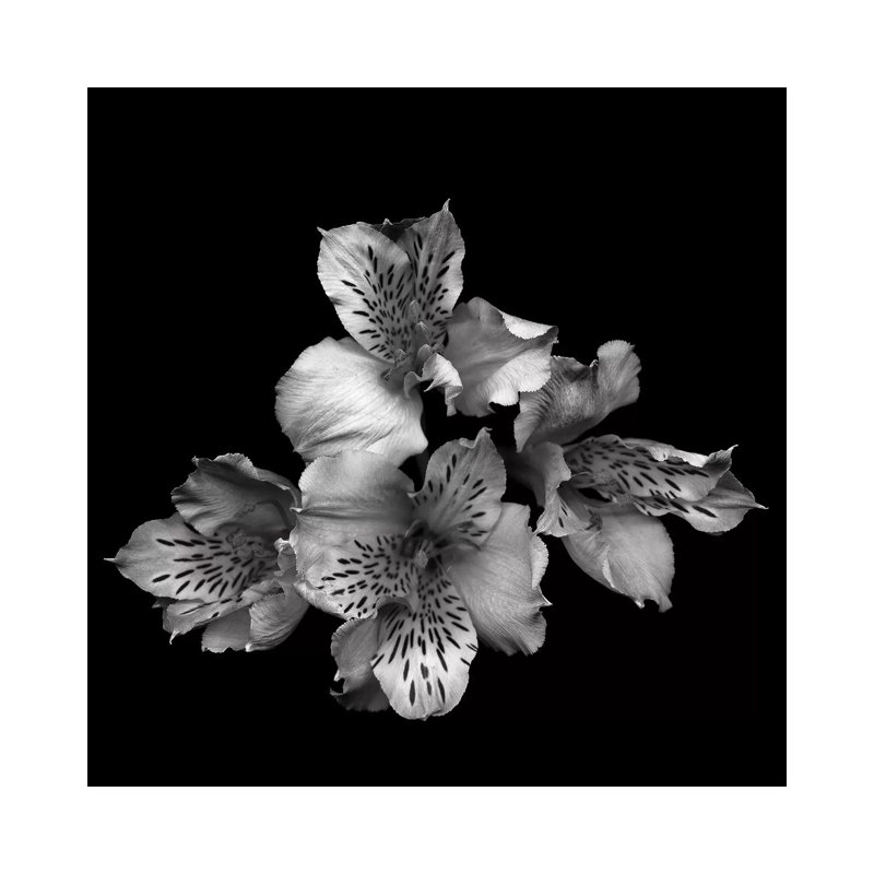 Alstoemeria II, B&W 1 Piece Wrapped Canvas Wall Art, 30.48 cm H x 30.48 cm W