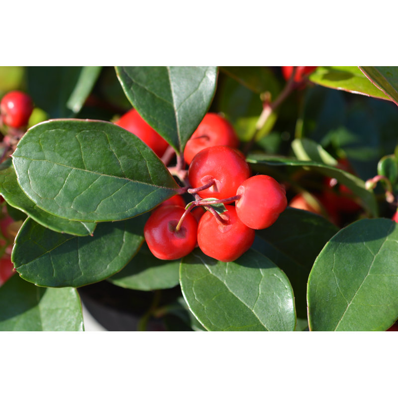 American Wintergreen by Nahhan - Wrapped Canvas Print, 81cm H x 122cm W 