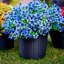 Ensemble de 12 plantes artificielles bleues eucalyptus violet artificiel 13,8 po de long à vapeur UV
