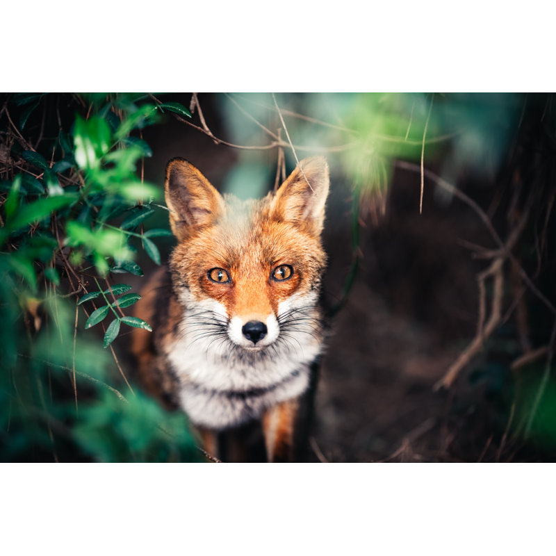Fox In The Meadow - Wrapped Canvas Print, 51cm H x 76cm W x 3.8cm D