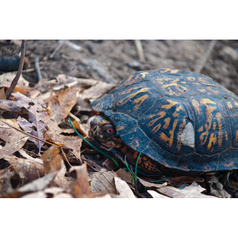 Turtle Turtle - Wrapped Canvas Print, 81cm H x 122cm W x 3.8cm D