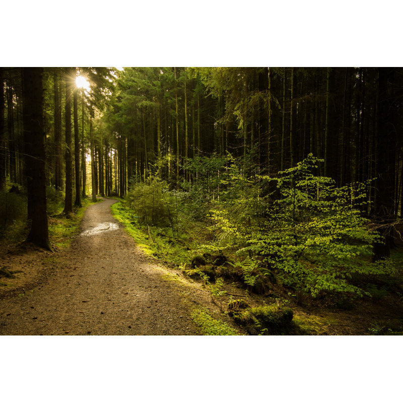 " Pine Forest " by Daniel_Kay, 12" W x 8" H