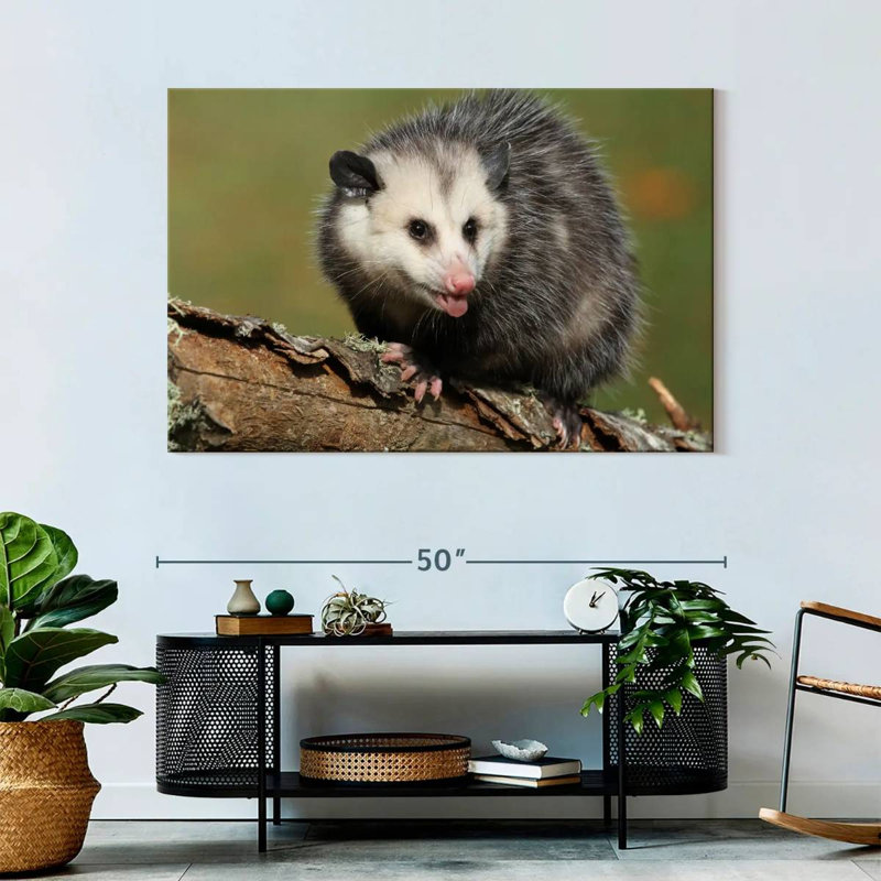 Brampt Angry Opossum, 32" H x 48" W