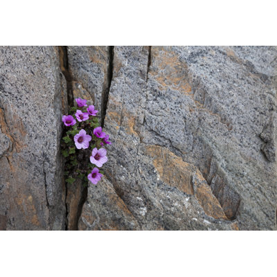 " Saxifraga Oppositifolia " by Maasik
